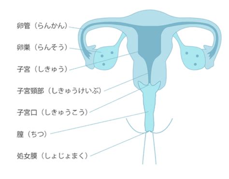 女 生殖器|図入りで分かりやすく説明。女性器の名称と役割